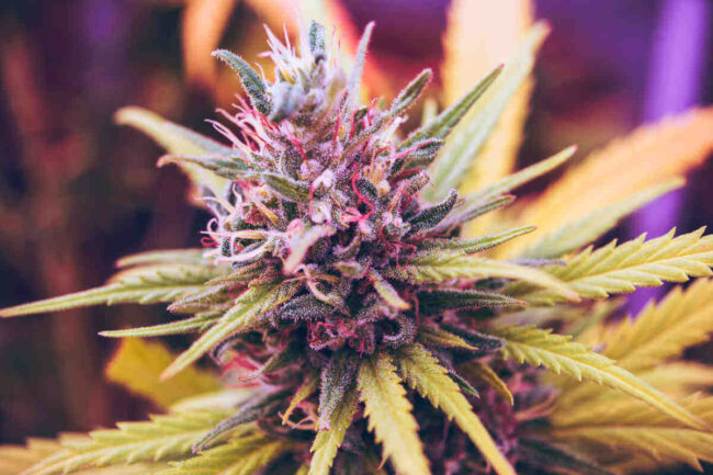 Does CBD make you sleepy?